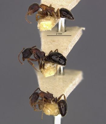 Media type: image;   Entomology 23352 Aspect: hala